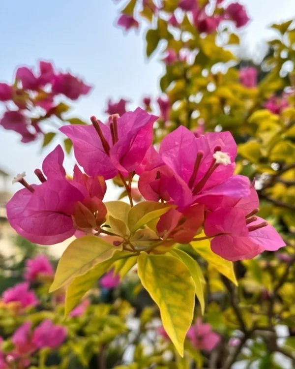 Luminous_Bougainvillea_Plant_|_Grafted_Exotic_Bright_Glow_Bloom_Variety_|_Bright_Orange_Pink_Flowers_|_Heavy_Flowering_|_Healthy_Live_Plant_Guaranteed