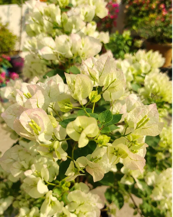 Thai_White_Ball_Bougainvillea_Plant_|_Grafted_Unique_Compact_Ball_Bloom_Variety_|_Pure_White_Flowers_|_Heavy_Flowering_|_Healthy_Live_Plant_Guaranteed