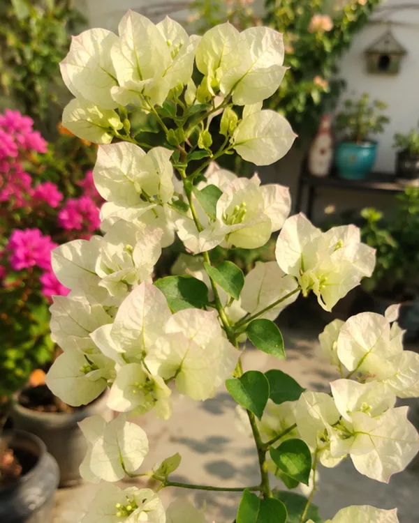 Thai_White_Ball_Bougainvillea_Plant_|_Grafted_Unique_Compact_Ball_Bloom_Variety_|_Pure_White_Flowers_|_Heavy_Flowering_|_Healthy_Live_Plant_Guaranteed