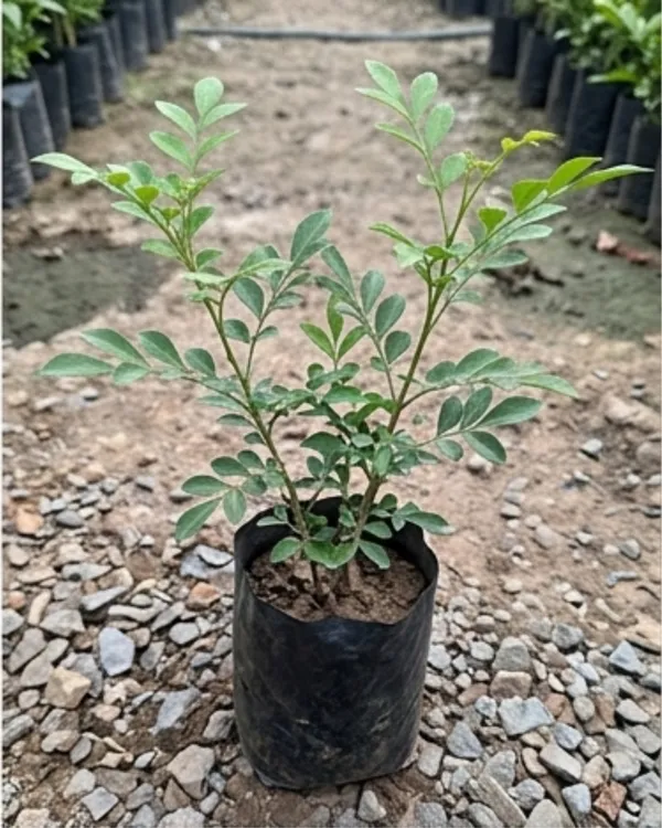 Madhu_Kamini_Desi_Plant_|_Grafted_Orange_Jasmine_Plant_|_Fragrant_Garden_Plant_|_Healthy_Live_Plant_Guaranteed