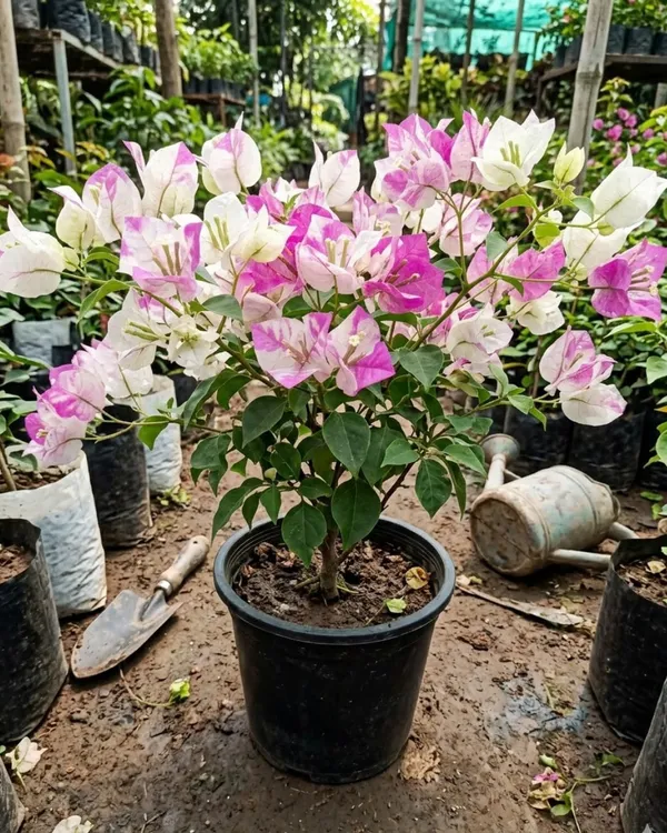 Madonna_Bougainvillea_Plant_|_Grafted_Elegant_White_Bloom_Variety_|_Pure_White_Flowers_|_Heavy_Flowering_|_Healthy_Live_Plant_Guaranteed