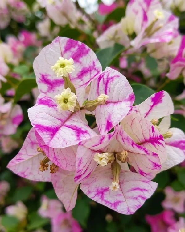 Madonna_Bougainvillea_Plant_|_Grafted_Elegant_White_Bloom_Variety_|_Pure_White_Flowers_|_Heavy_Flowering_|_Healthy_Live_Plant_Guaranteed