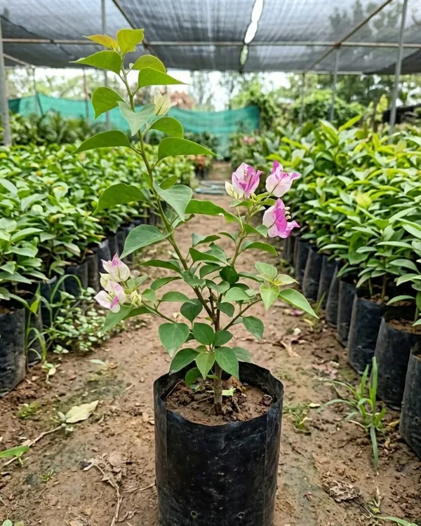 Madonna_Bougainvillea_Plant_|_Grafted_Elegant_White_Bloom_Variety_|_Pure_White_Flowers_|_Heavy_Flowering_|_Healthy_Live_Plant_Guaranteed
