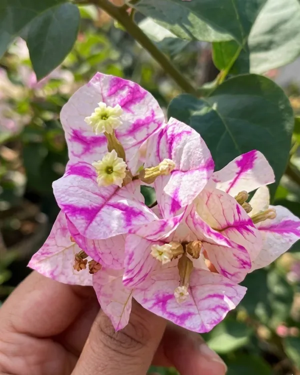 Madonna_Bougainvillea_Plant_|_Grafted_Elegant_White_Bloom_Variety_|_Pure_White_Flowers_|_Heavy_Flowering_|_Healthy_Live_Plant_Guaranteed