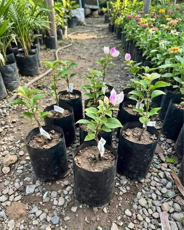 Magic_Ice_Cream_Bougainvillea_Plant_|_Grafted_Unique_Bi-Color_Bloom_Variety_|_Pink_White_Flowers_|_Heavy_Flowering_|_Healthy_Live_Plant_Guaranteed