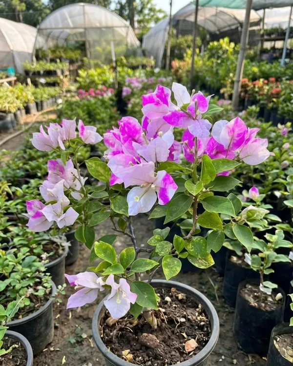 Magic_Ice_Cream_Bougainvillea_Plant_|_Grafted_Unique_Bi-Color_Bloom_Variety_|_Pink_White_Flowers_|_Heavy_Flowering_|_Healthy_Live_Plant_Guaranteed