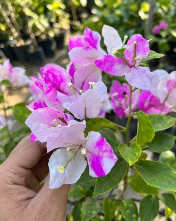 Magic_Ice_Cream_Bougainvillea_Plant_|_Grafted_Unique_Bi-Color_Bloom_Variety_|_Pink_White_Flowers_|_Heavy_Flowering_|_Healthy_Live_Plant_Guaranteed