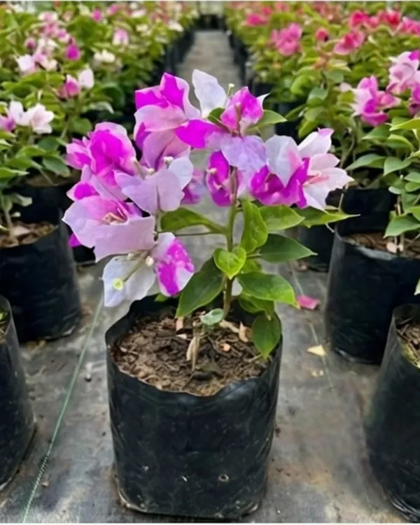 Magic_Ice_Cream_Bougainvillea_Plant_|_Grafted_Unique_Bi-Color_Bloom_Variety_|_Pink_White_Flowers_|_Heavy_Flowering_|_Healthy_Live_Plant_Guaranteed