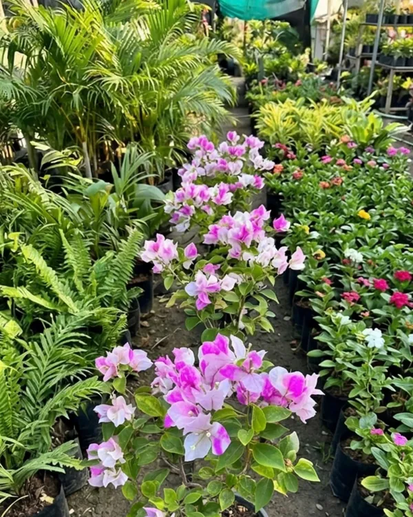 Magic_Ice_Cream_Bougainvillea_Plant_|_Grafted_Unique_Bi-Color_Bloom_Variety_|_Pink_White_Flowers_|_Heavy_Flowering_|_Healthy_Live_Plant_Guaranteed