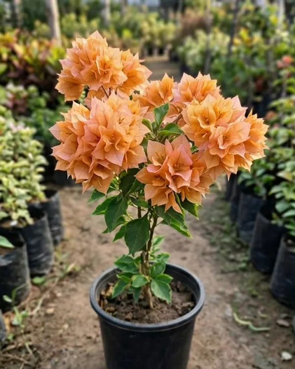 Mahara_Orange_Bougainvillea_Plant_|_Grafted_Exotic_Bright_Bloom_Variety_|_Orange_Flowers_|_Heavy_Flowering_|_Healthy_Live_Plant_Guaranteed