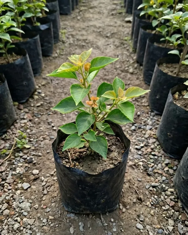 Mahara_Orange_Bougainvillea_Plant_|_Grafted_Exotic_Bright_Bloom_Variety_|_Orange_Flowers_|_Heavy_Flowering_|_Healthy_Live_Plant_Guaranteed