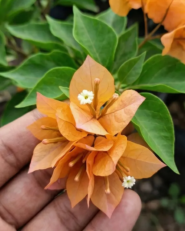 Mahara_Orange_Bougainvillea_Plant_|_Grafted_Exotic_Bright_Bloom_Variety_|_Orange_Flowers_|_Heavy_Flowering_|_Healthy_Live_Plant_Guaranteed