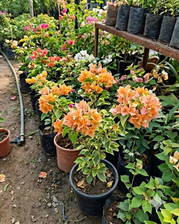 Mahara_Orange_Bougainvillea_Plant_|_Grafted_Exotic_Bright_Bloom_Variety_|_Orange_Flowers_|_Heavy_Flowering_|_Healthy_Live_Plant_Guaranteed