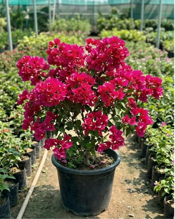 Mahara_Red_Bougainvillea_Plant_|_Grafted_Exotic_Bright_Bloom_Variety_|_Deep_Red_Flowers_|_Heavy_Flowering_|_Healthy_Live_Plant_Guaranteed