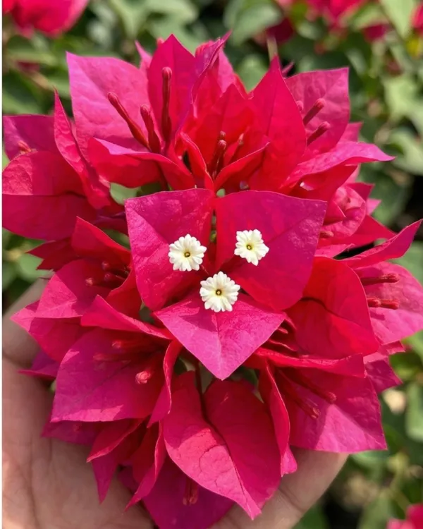 Mahara_Red_Bougainvillea_Plant_|_Grafted_Exotic_Bright_Bloom_Variety_|_Deep_Red_Flowers_|_Heavy_Flowering_|_Healthy_Live_Plant_Guaranteed