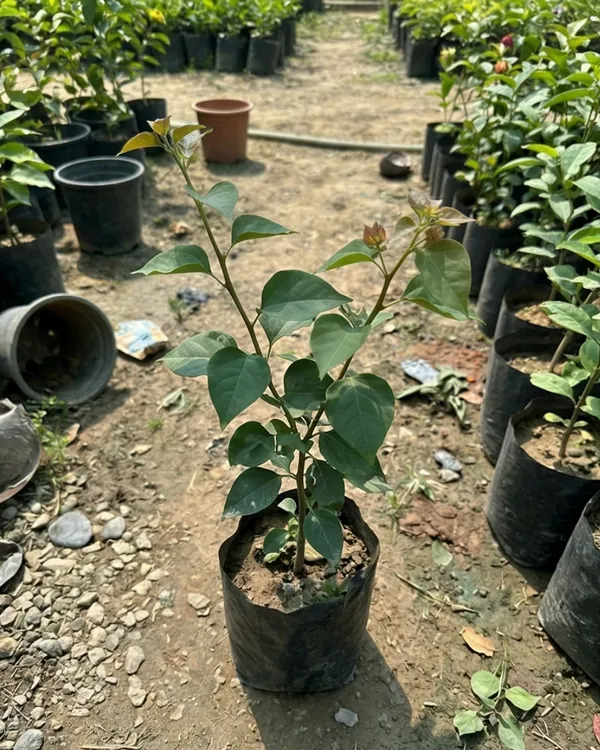 Mahara_Red_Bougainvillea_Plant_|_Grafted_Exotic_Bright_Bloom_Variety_|_Deep_Red_Flowers_|_Heavy_Flowering_|_Healthy_Live_Plant_Guaranteed
