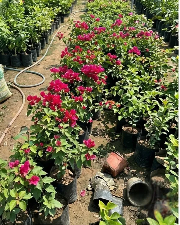 Mahara_Red_Bougainvillea_Plant_|_Grafted_Exotic_Bright_Bloom_Variety_|_Deep_Red_Flowers_|_Heavy_Flowering_|_Healthy_Live_Plant_Guaranteed
