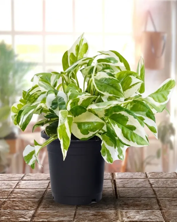 Marble_Money_Plant_|_Grafted_Indoor_|_Marble_Queen_Pothos_|_Air_Purifying_|_Wealth_Plant_|_Healthy_Live_Plant_Guaranteed