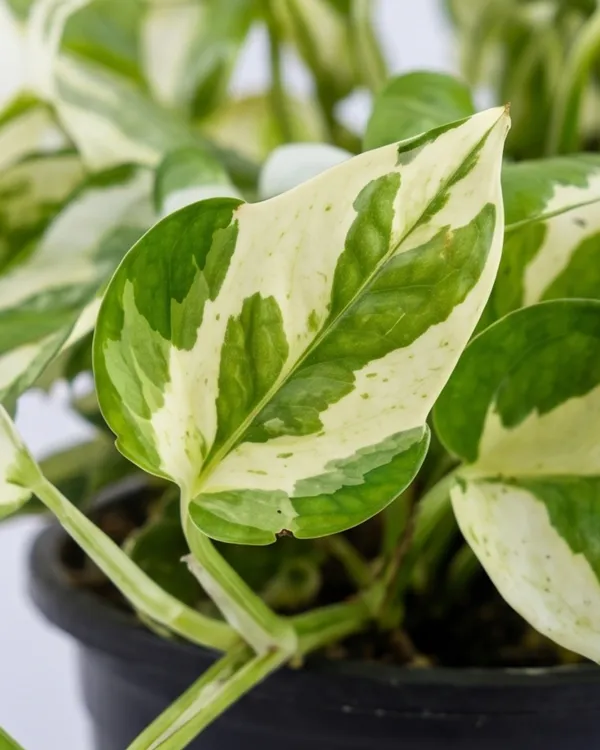 Marble_Money_Plant_|_Grafted_Indoor_|_Marble_Queen_Pothos_|_Air_Purifying_|_Wealth_Plant_|_Healthy_Live_Plant_Guaranteed