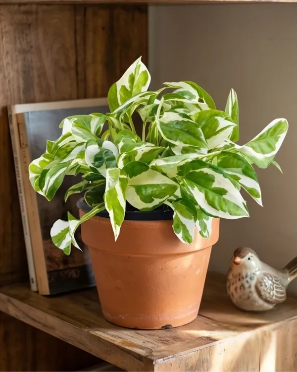 Marble_Money_Plant_|_Grafted_Indoor_|_Marble_Queen_Pothos_|_Air_Purifying_|_Wealth_Plant_|_Healthy_Live_Plant_Guaranteed