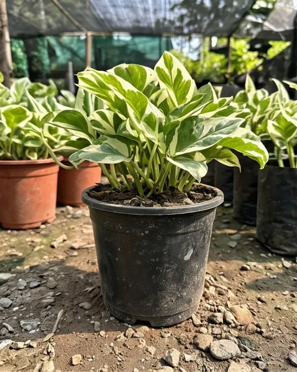 Marble_Money_Plant_|_Grafted_Indoor_|_Marble_Queen_Pothos_|_Air_Purifying_|_Wealth_Plant_|_Healthy_Live_Plant_Guaranteed
