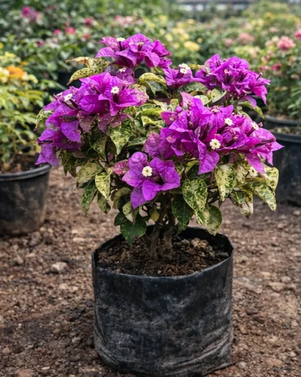 Maria_Menando_Bougainvillea_Plant_|_Grafted_Classic_Elegant_Bloom_Variety_|_Bright_Pink_Flowers_|_Heavy_Flowering_|_Healthy_Live_Plant_Guaranteed