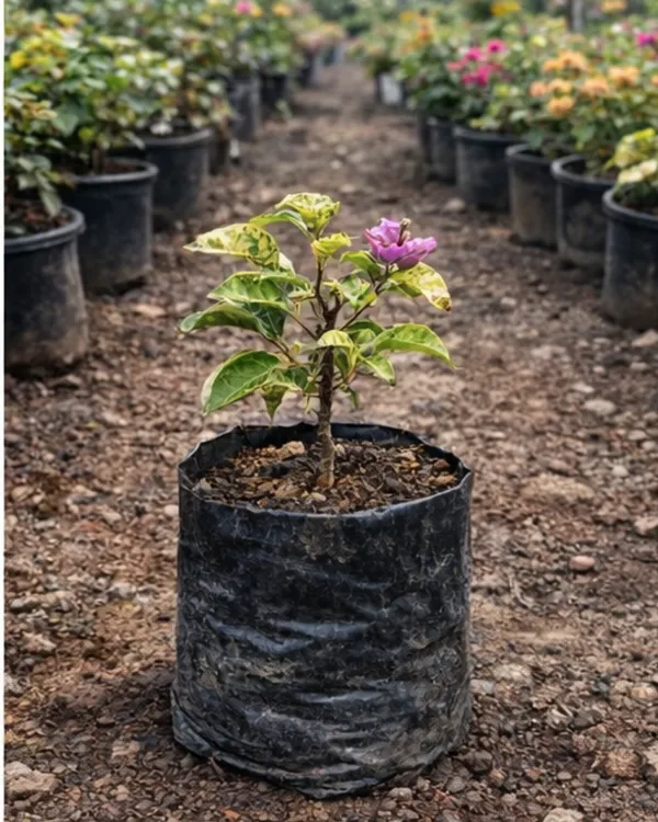 Maria_Menando_Bougainvillea_Plant_|_Grafted_Classic_Elegant_Bloom_Variety_|_Bright_Pink_Flowers_|_Heavy_Flowering_|_Healthy_Live_Plant_Guaranteed