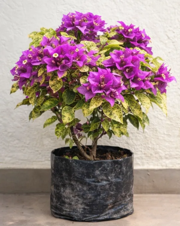 Maria_Menando_Bougainvillea_Plant_|_Grafted_Classic_Elegant_Bloom_Variety_|_Bright_Pink_Flowers_|_Heavy_Flowering_|_Healthy_Live_Plant_Guaranteed