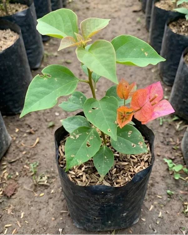 Menggitum_Baru_Bougainvillea_Plant_|_Grafted_Rare_Exotic_Bloom_Variety_|_Pink_Purple_Flowers_|_Heavy_Flowering_|_Healthy_Live_Plant_Guaranteed