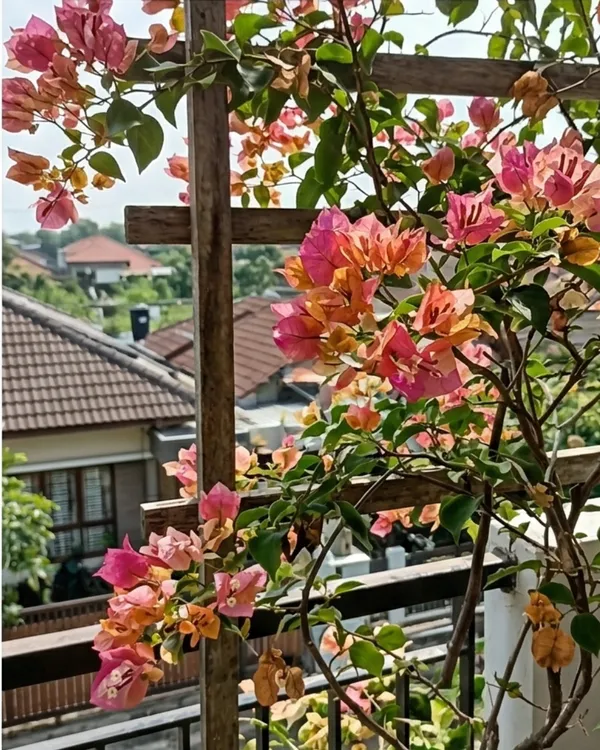 Menggitum_Baru_Bougainvillea_Plant_|_Grafted_Rare_Exotic_Bloom_Variety_|_Pink_Purple_Flowers_|_Heavy_Flowering_|_Healthy_Live_Plant_Guaranteed
