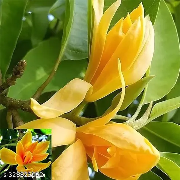 Sorno_Champa_(Golden_Champa)_Plant_|_Grafted_Fragrant_Yellow_Flower_Variety_|_Sacred_&_Ornamental_|_Ideal_for_Outdoor_Gardens_|_Healthy_Live_Plant_Guaranteed.
