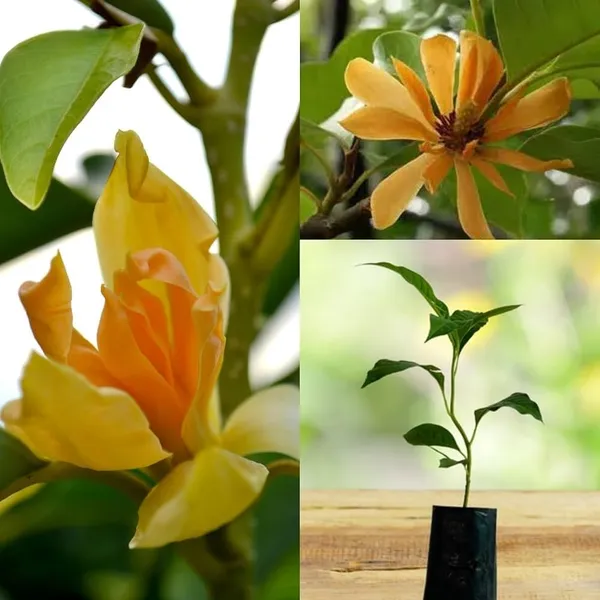 Sorno_Champa_(Golden_Champa)_Plant_|_Grafted_Fragrant_Yellow_Flower_Variety_|_Sacred_&_Ornamental_|_Ideal_for_Outdoor_Gardens_|_Healthy_Live_Plant_Guaranteed.