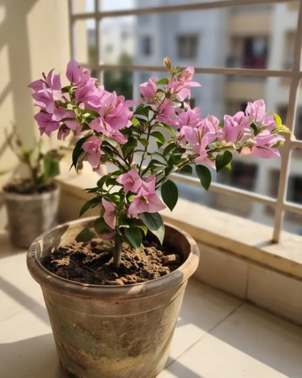 Mini_Formosa_Bougainvillea_Plant_|_Grafted_Compact_Bloom_Variety_|_Bright_Pink_Flowers_|_Heavy_Flowering_|_Healthy_Live_Plant_Guaranteed