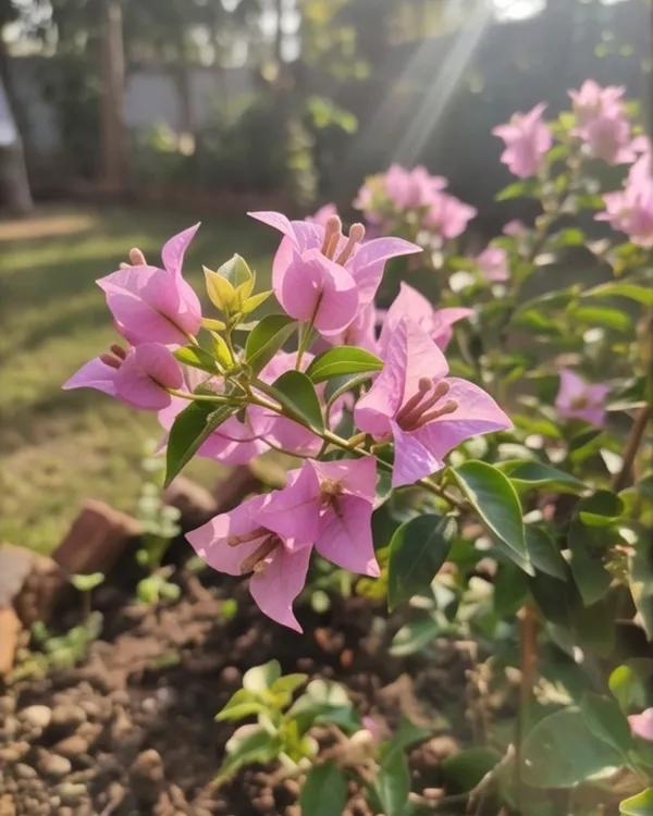 Mini_Formosa_Bougainvillea_Plant_|_Grafted_Compact_Bloom_Variety_|_Bright_Pink_Flowers_|_Heavy_Flowering_|_Healthy_Live_Plant_Guaranteed