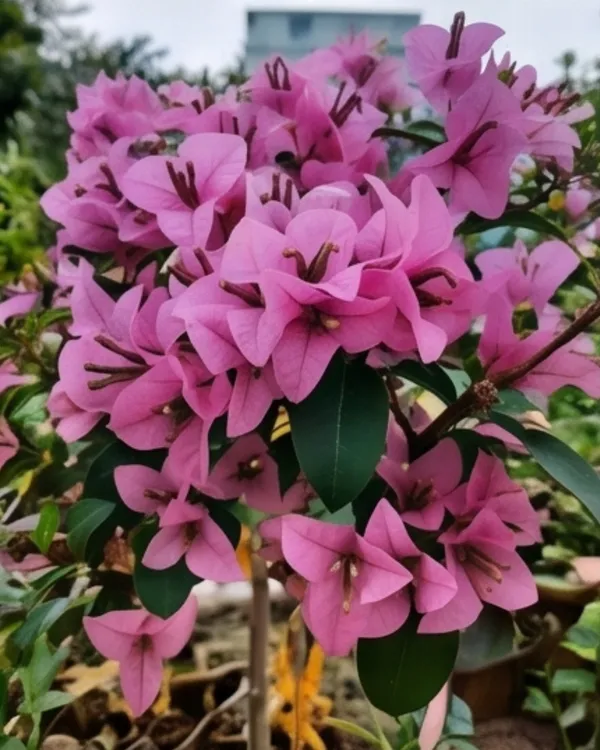 Mini_Formosa_Bougainvillea_Plant_|_Grafted_Compact_Bloom_Variety_|_Bright_Pink_Flowers_|_Heavy_Flowering_|_Healthy_Live_Plant_Guaranteed