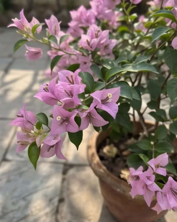 Mini_Formosa_Bougainvillea_Plant_|_Grafted_Compact_Bloom_Variety_|_Bright_Pink_Flowers_|_Heavy_Flowering_|_Healthy_Live_Plant_Guaranteed