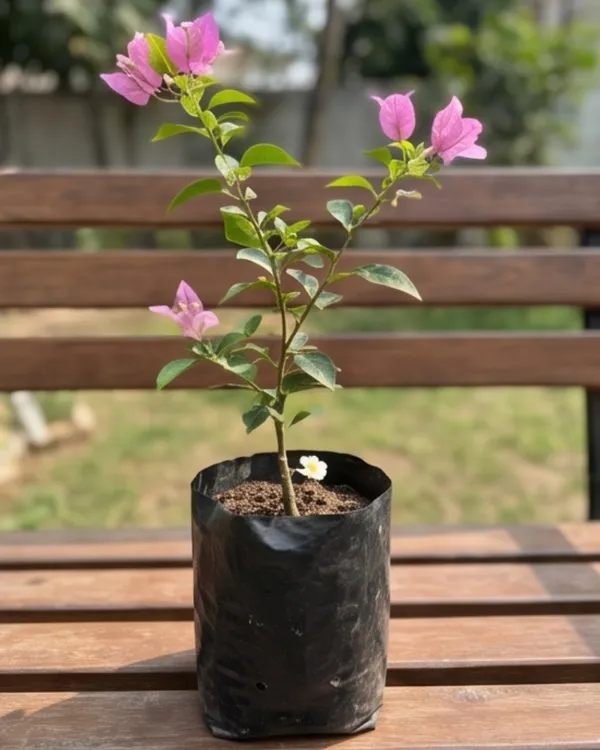 Mini_Formosa_Bougainvillea_Plant_|_Grafted_Compact_Bloom_Variety_|_Bright_Pink_Flowers_|_Heavy_Flowering_|_Healthy_Live_Plant_Guaranteed