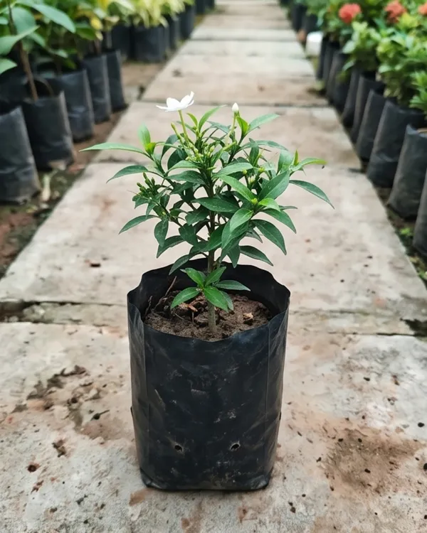 Mini_Tagar_Plant_|_Grafted_Dwarf_Crape_Jasmine_|_White_Flower_Plant_|_Healthy_Live_Plant_Guaranteed