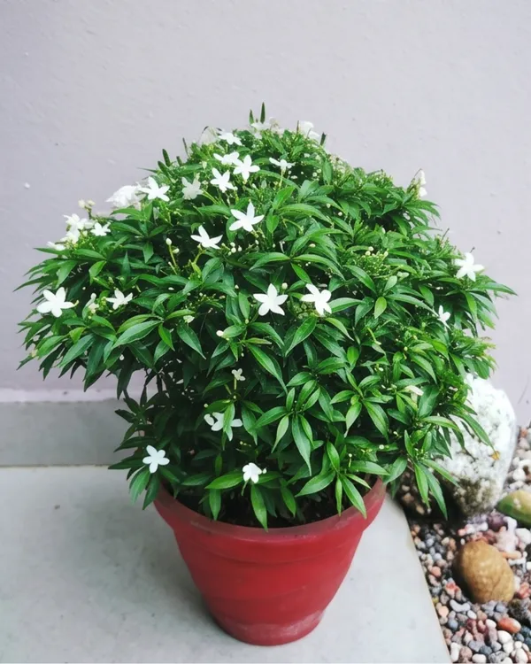 Mini_Tagar_Plant_|_Grafted_Dwarf_Crape_Jasmine_|_White_Flower_Plant_|_Healthy_Live_Plant_Guaranteed