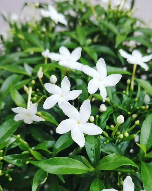 Mini_Tagar_Plant_|_Grafted_Dwarf_Crape_Jasmine_|_White_Flower_Plant_|_Healthy_Live_Plant_Guaranteed
