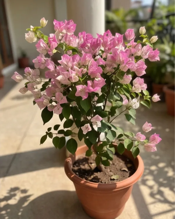 Miss_Holland_Spotted_Bougainvillea_Plant_|_Grafted_Rare_Spotted_Variegated_Variety_|_Pink_White_Spotted_Flowers_|_Heavy_Flowering_|_Healthy_Live_Plant_Guaranteed