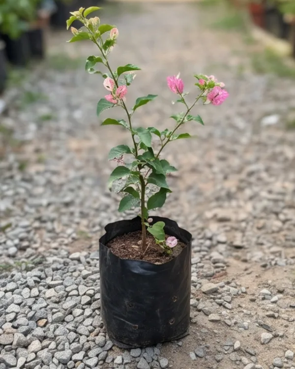 Miss_Holland_Spotted_Bougainvillea_Plant_|_Grafted_Rare_Spotted_Variegated_Variety_|_Pink_White_Spotted_Flowers_|_Heavy_Flowering_|_Healthy_Live_Plant_Guaranteed