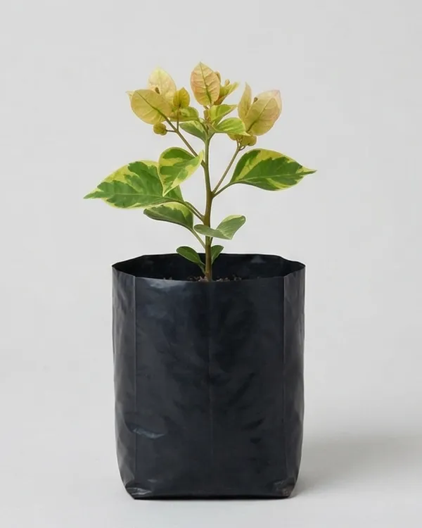 Monalisa_Black_Bougainvillea_Plant_|_Grafted_Rare_Dark_Bloom_Variety_|_Deep_Maroon_Purple_Flowers_|_Heavy_Flowering_|_Healthy_Live_Plant_Guaranteed