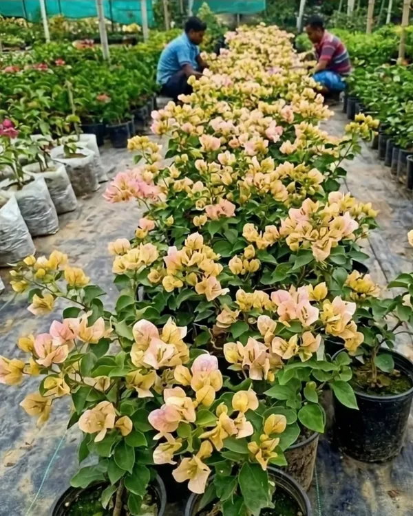 Monalisa_Black_Bougainvillea_Plant_|_Grafted_Rare_Dark_Bloom_Variety_|_Deep_Maroon_Purple_Flowers_|_Heavy_Flowering_|_Healthy_Live_Plant_Guaranteed