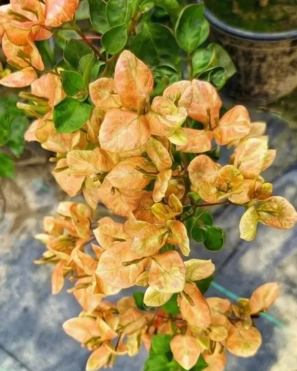Monalisa_Black_Bougainvillea_Plant_|_Grafted_Rare_Dark_Bloom_Variety_|_Deep_Maroon_Purple_Flowers_|_Heavy_Flowering_|_Healthy_Live_Plant_Guaranteed