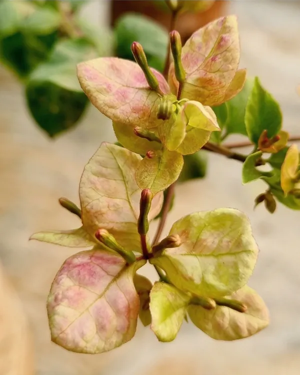 Monalisa_Black_Bougainvillea_Plant_|_Grafted_Rare_Dark_Bloom_Variety_|_Deep_Maroon_Purple_Flowers_|_Heavy_Flowering_|_Healthy_Live_Plant_Guaranteed