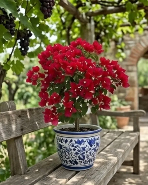 Monalisa_Red_Bougainvillea_Plant_|_Grafted_Classic_Rich_Bloom_Variety_|_Deep_Red_Flowers_|_Heavy_Flowering_|_Healthy_Live_Plant_Guaranteed