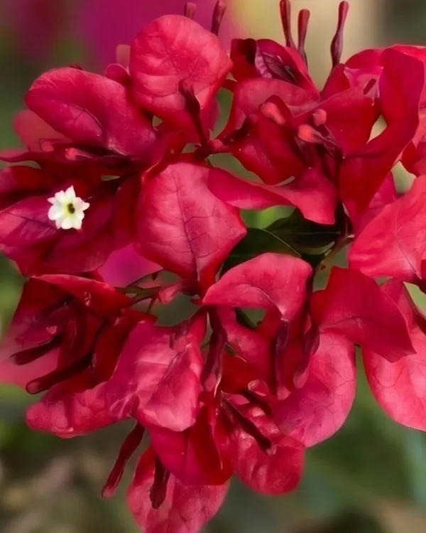 Monalisa_Red_Bougainvillea_Plant_|_Grafted_Classic_Rich_Bloom_Variety_|_Deep_Red_Flowers_|_Heavy_Flowering_|_Healthy_Live_Plant_Guaranteed