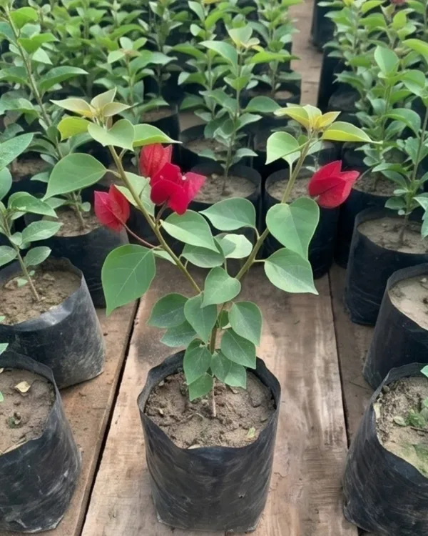 Monalisa_Red_Bougainvillea_Plant_|_Grafted_Classic_Rich_Bloom_Variety_|_Deep_Red_Flowers_|_Heavy_Flowering_|_Healthy_Live_Plant_Guaranteed