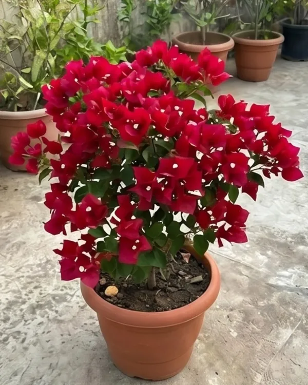Monalisa_Red_Bougainvillea_Plant_|_Grafted_Classic_Rich_Bloom_Variety_|_Deep_Red_Flowers_|_Heavy_Flowering_|_Healthy_Live_Plant_Guaranteed
